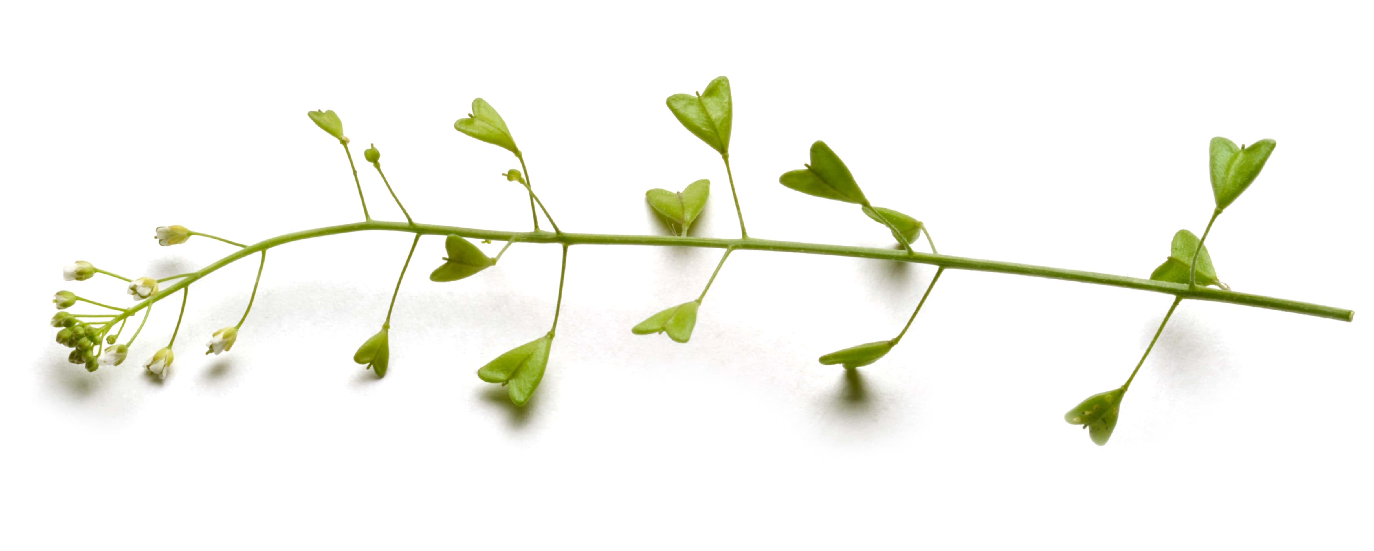 Capsella bursa-pastoris na 228.sk- pomôž si sám.